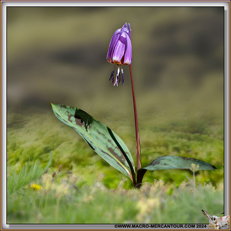 Erythrone dent de chien